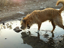 СК проводит проверку по сообщению о нападении собаки на детей в Калининграде