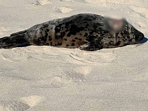 Под Калининградом на берегу моря нашли тюленя с пробитой головой