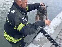 В Светлом из воды вытащили животное