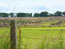 Под Багратионовском парень шёл из леса и решил ограбить свиноферму