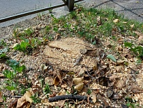 Власти Калининграда разрешили московской фирме срубить зелень на 9 га