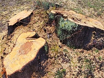 Вырубивших 50 деревьев под Зеленоградском мягко пожурили