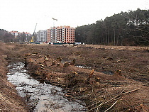 Ущерб от срубленных в Светлогорске деревьев оценивается почти в два миллиона рублей