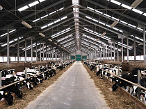 В Калининградской области заложили новый комплекс на 3 600 голов дойного стада