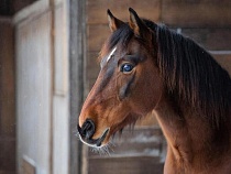 Под Калининградом животных за деньги показывают в неприглядном виде