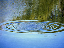 УМВД: только за один день в водоемах Калининградской области погибли сразу три человека