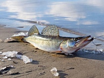 За это рыбаков Калининградской области будут наказывать нещадно