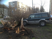 В Калининграде подсчитали убытки от урагана