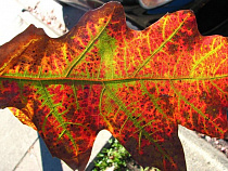 В Калининграде появятся два памятника природы