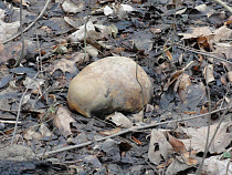 Строительство гостиницы и дома ФСО на Гвардейском проспекте могут заморозить по решению Ярошука