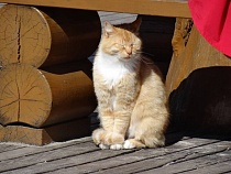 Кошек Зеленоградска предложили кормить онлайн