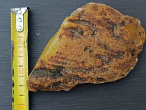 В Калининградской области с пляжа отказался уходить громадный янтарь