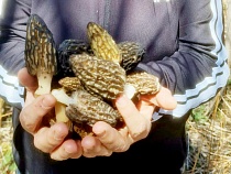 Названы места появления бесплатной еды в Калининградской области