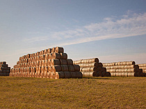 «Калининградская мясная компания» увеличила заготовку кормов для КРС на 37% - до 553 тыс. тонн в 2019 году