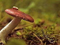 Женщины с грибами запаниковали в лесу под Калининградом