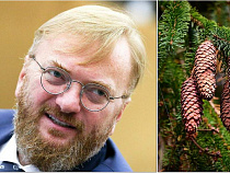 Депутат Милонов сказал, что может уйти в лес и есть шишки с корой