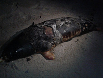 В Янтарном найден мёртвый тюлень (фото, 18+)