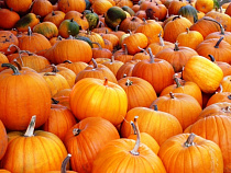 Принеси тыкву – пройди в зоопарк бесплатно!