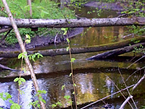 Калининградке грозит штраф в три тысячи рублей за стоянку в водоохранной зоне