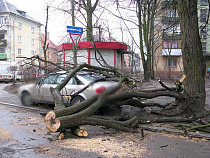 «МКД Сервис» компенсирует ущерб от упавшего на два автомобиля дерева