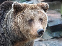 В Калининграде за несколько дней умерли два медведя