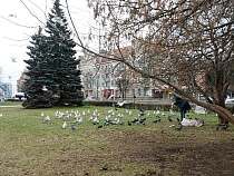Как питаются чайки и голуби в центре Калининграда?