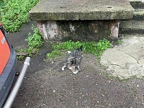 В Светлом массово погибли кошки и ежи