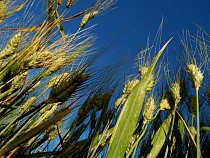 В Калининград не пустили московские кормовые добавки и литовские крупы