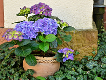 Житель Светлогорска украсил дом крадеными кашпо с цветами