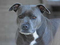 Владельцы загрызенной стаффордширским терьером собаки через суд требуют компенсацию с ее хозяйки