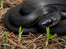 В Калининградской области во время аномалии змеи сорвались с цепи