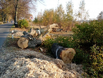 “Бобры с бензопилами”: под Янтарным вырубают придорожную аллею (фото)