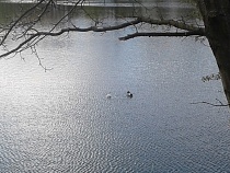 В Калининграде за три года планируют очистить 7 водоёмов