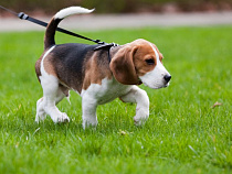 В Калининграде за выгул собаки на детской площадке будут штрафовать 