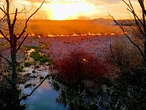 Greenpeace упрекнула жителей Калининградской области в палах травы