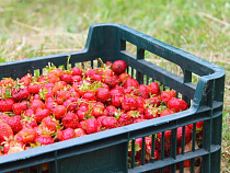 Польская клубничка несладка калининградскому губернатору   