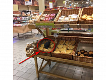 В Калининграде в «Виктории» у Южного вокзала голубь порезвился в отделе выпечки