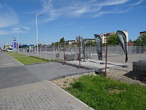 «АвтоИнвест» срубит дерево на Московском проспекте