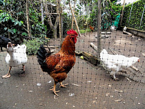 Курятина не сможет полностью заменить свинину в Калининградской области