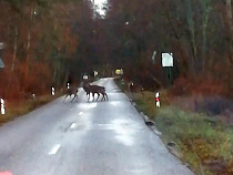 На Куршской косе на видео попало стадо предновогодних оленей