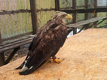 Сотрудники нацпарка на Куршской косе спасли ослабевшего старого орлана