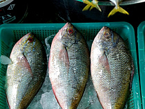 В Калининградской области выросли уловы