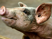 На крупной ферме под Черняховском от чумы погибли 20 свиней