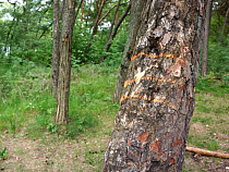 «Калининградская генерация» вырубит 9 гектаров зелёных насаждений на Балтийском шоссе