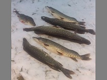 Рыбаки Черняховского района шокировали уловами исполинской щуки