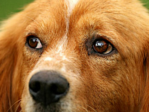 Хозяйка собаки, погибшей после операции, судится с ветклиникой