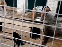 В Калининграде за счёт бюджета устроили ледяной ад для собак  