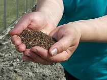 В Багратионовском лесничестве посеяли два килограмма семян хвойных деревьев