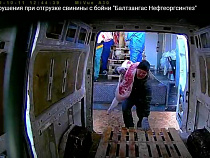 «Зелёные» уличили «Балтзангас» в неправильном обращении со свининой (видео)