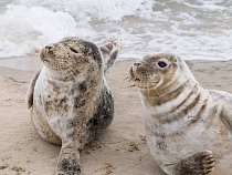 Треть калининградцев готовы вызвать зоозащитников при виде тюленя